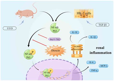 Mechanism Of Dioscin Ameliorating Renal Fibrosis Through Nf B