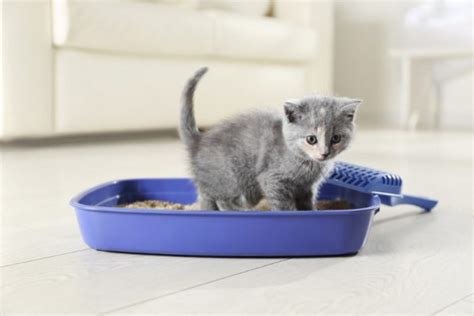 How To Train Your Kitten To Use The Litter Box 7 Vet Approved Tips