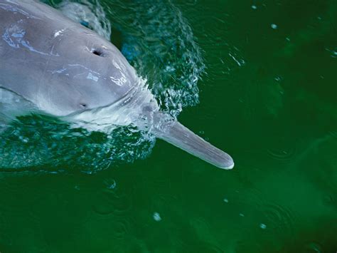 Chinese River Dolphin