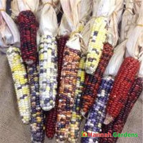 12 Oz Or 65 Seeds Organic Mandan Bride Corn Seeds Native American