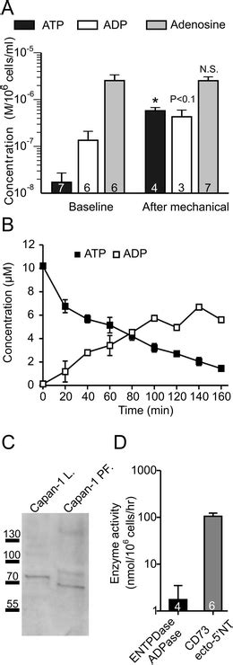 The Extracellular Concentration Of Adenine Derivatives And Activity Of Download Scientific