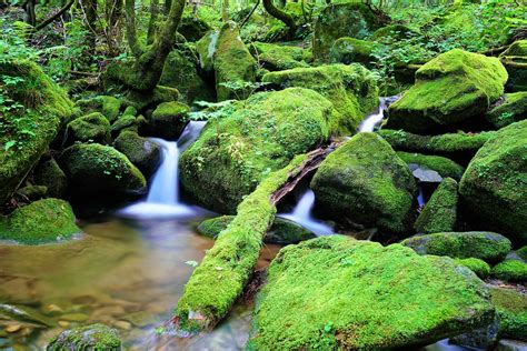 Moss Plants Water Free Photo On Pixabay Pixabay
