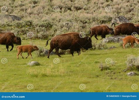 Buffalo Herd with Mothers and Calves on Migration Stock Image - Image ...