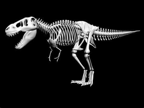 T Rex Skeleton 3d Model