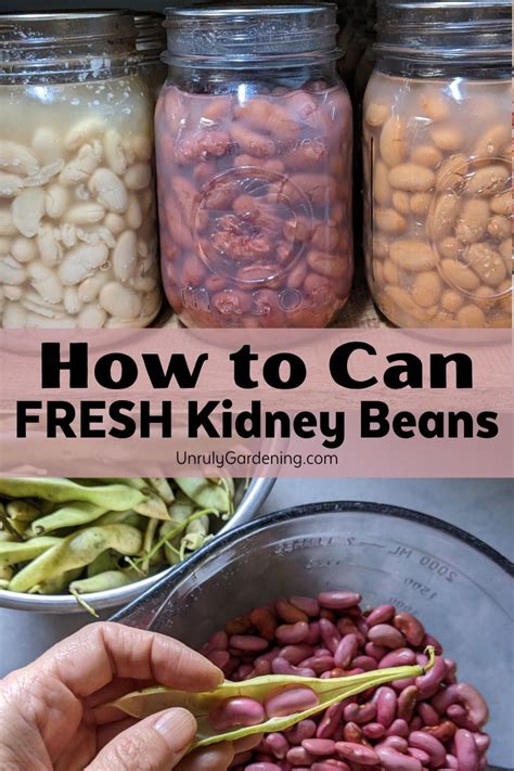 Canning Fresh Kidney Beans Unruly Gardening