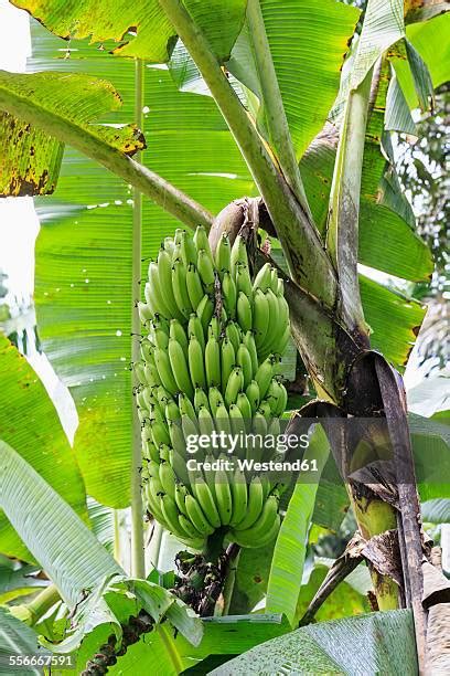 Amazon Banana Trees Photos And Premium High Res Pictures Getty Images