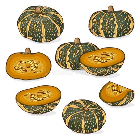 set  delica winter squash clip art stock vector illustration