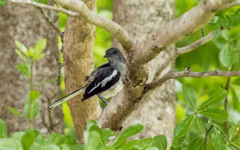 Oriental Magpie Robin On Tree Branch 10375987 Stock Photo At Vecteezy