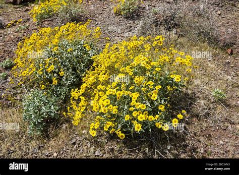 Mojave Desert Flowers Hi Res Stock Photography And Images Alamy