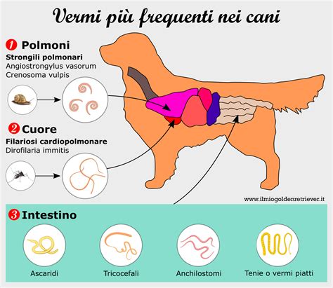 Come Sverminare Un Cane La Sverminazione Cane