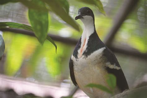 Bristol Zoological Society pledges to reverse decline of world’s most