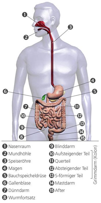 Aufbau Und Funktion Von Leber Galle Und Bauchspeicheldr Se Anatomie