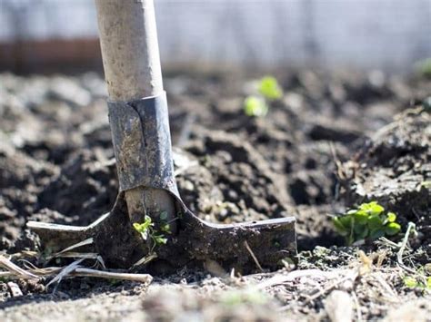 Cómo Preparar La Tierra Para Sembrar Succulent Avenue