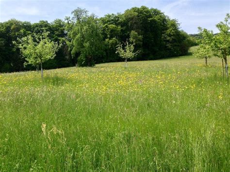 Premium Photo View Of Grassy Landscape