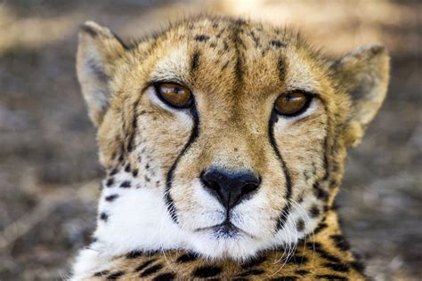 Images Gratuites La Nature Animal Faune Zoo Léopard Gros Chat