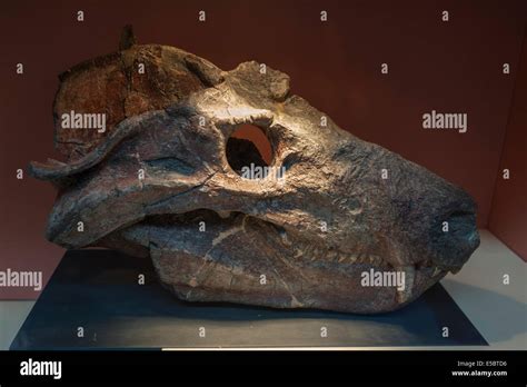Skull Of Dinosaur Cynognathus Crateronotus Therapsid Reptile Stock