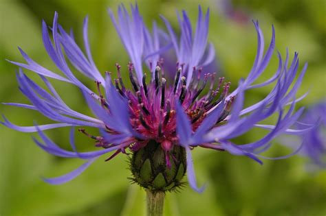 Bleu Fleur Bleue Printemps Photo Gratuite Sur Pixabay