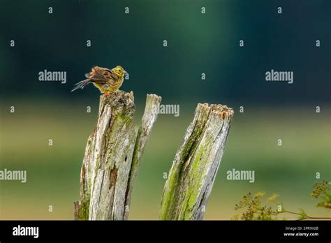 Yellowhammer Fauna Hi Res Stock Photography And Images Alamy