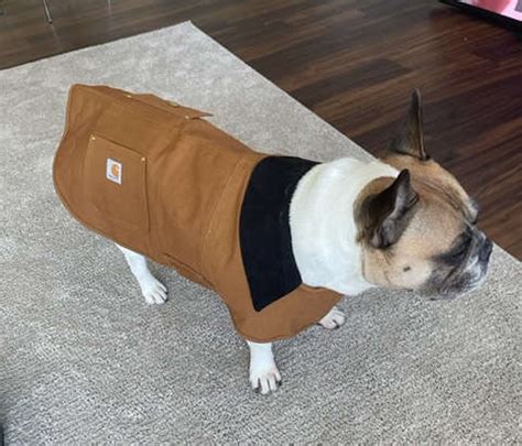 Carhartt Dog Coat Review: Is It Worth It? - Paw of Approval - The Dodo