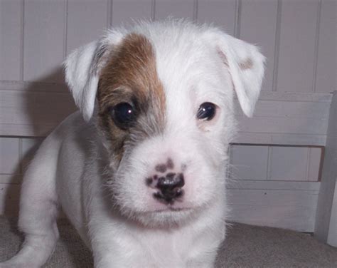 Parson Russell & Jack Russell