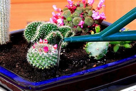 Условия для кактуса: как заставить растение цвести- Со Вкусом