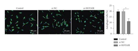 HOTAIR Knockdown Inhibits Autophagy And Apoptosis Of Degenerative NP