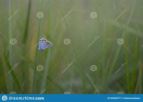 Pequena Borboleta Azul Comum Sobre Uma Macro Planta Na Natureza Imagem