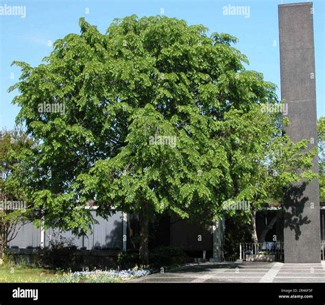 Ulmus Davidiana Var Japonica Prospector Stock Photo Alamy