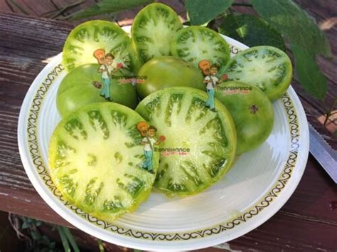 Dwarf Tomato Indeterminate Varieties Renaissance Farms Heirloom