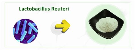 China Lactobacillus Reuteri Powder Manufacturers Suppliers Factory ...