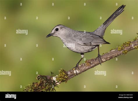 Katvogel Gray Catbird Stock Photo Alamy