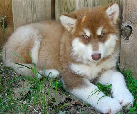 Alaskan Malamute Colors Red White Pets Lovers