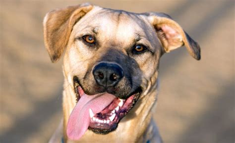33 Labrador Mixed Breeds Lovable Lab Mixes With Lifelong Loyalty