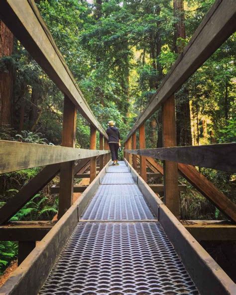 The Best Hikes In Muir Woods National Monument California Crossroads