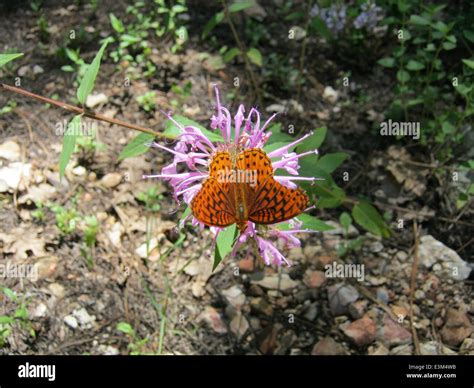 butterfly  coconino national forest highlighting  rich