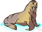 pinniped definition  pinniped    dictionary