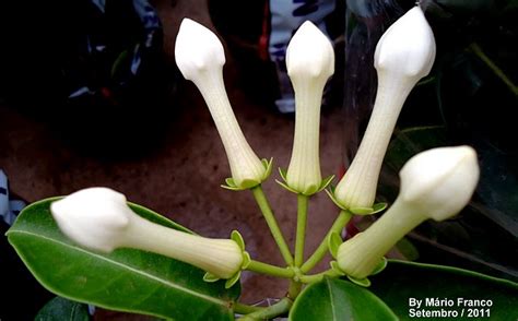 Meu Cantinho Verde Jasmim De Madagascar Flor De Noiva Stephanotis