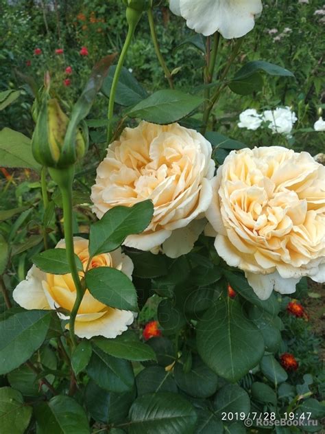 Галерея - Bella di Todi ® (BARbetod 4310) - Энциклопедия роз