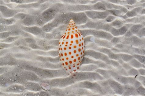 Slightly Beachworn Shell Of Scaphella Junonia The Holy Grail Of The