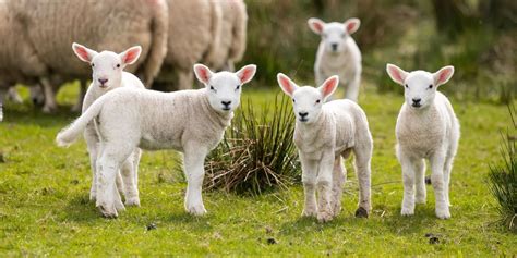 Lamb - ForFarmers UK