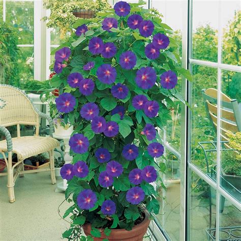 Morning Glory Trellis