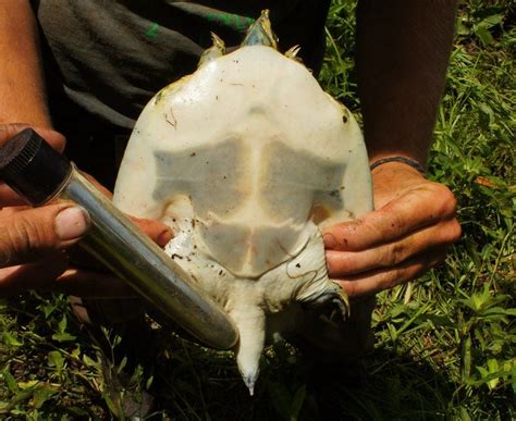 This Sex Toy Is Helping Scientists Study Turtles The Washington Post