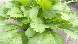 types  saag  india plantozia