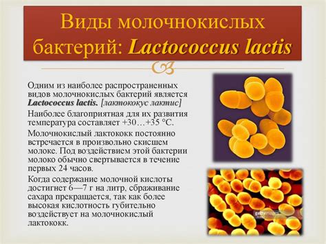 Молочнокислые бактерии - презентация онлайн