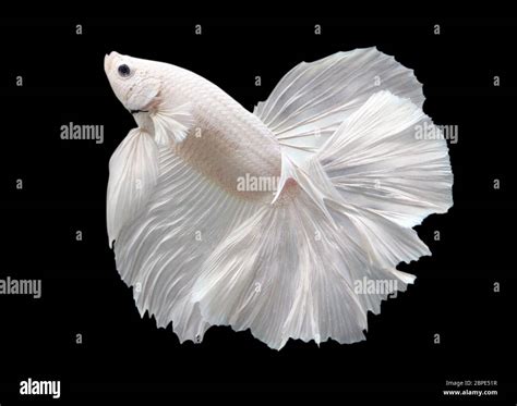 Betta White Platinum Hm Halfmoon Male Or Plakat Fighting Fish Splendens