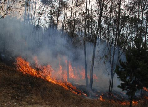 Incendios Forestales Provocan Daños Ecológicos En Lerma Grupo Milenio