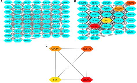 Identification And Validation Of Key Genes In Gastric Cancer Insights