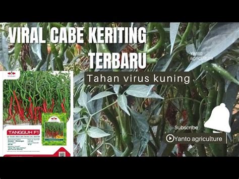 Luar Biasa Cabe Panah Merah Cmk Tangguh F1 Tahan Virus Gemini Bule