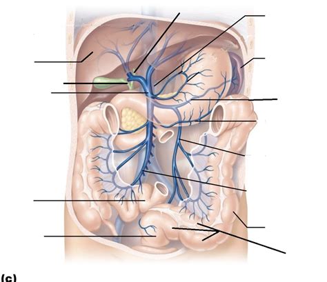 Abdominal Veins Diagram | Quizlet