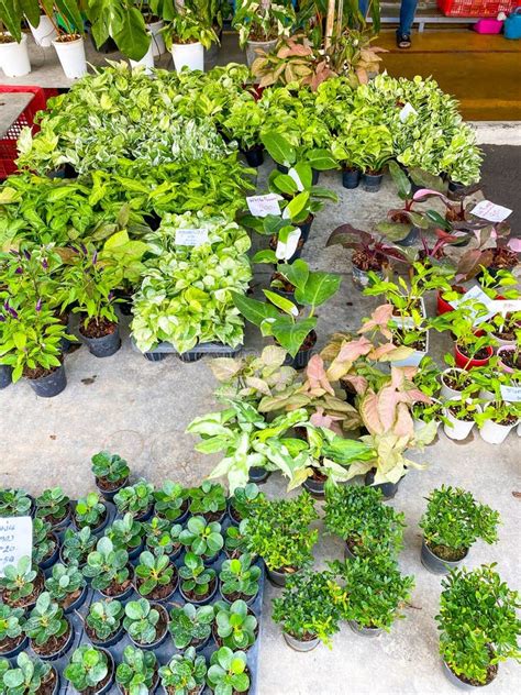 Plants For Sale At Chatuchak Market Stock Photo Image Of Retail